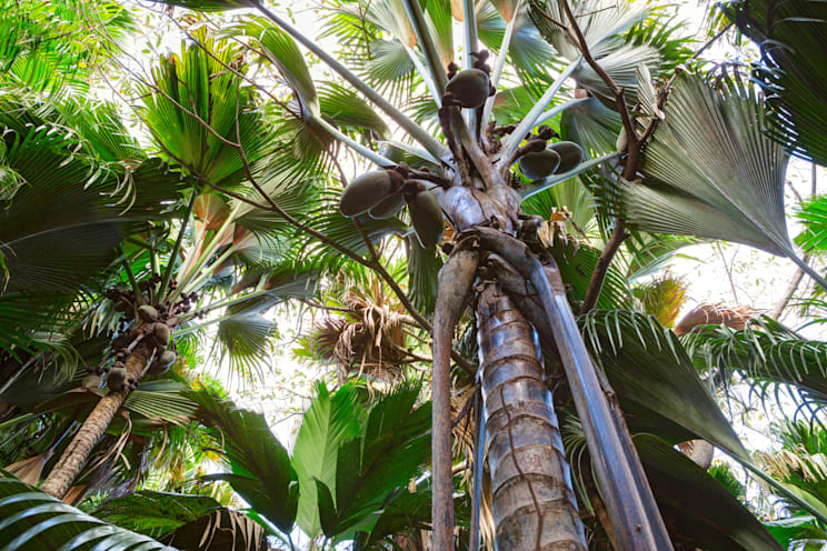 Mai-Tal: Seychellennusspalme