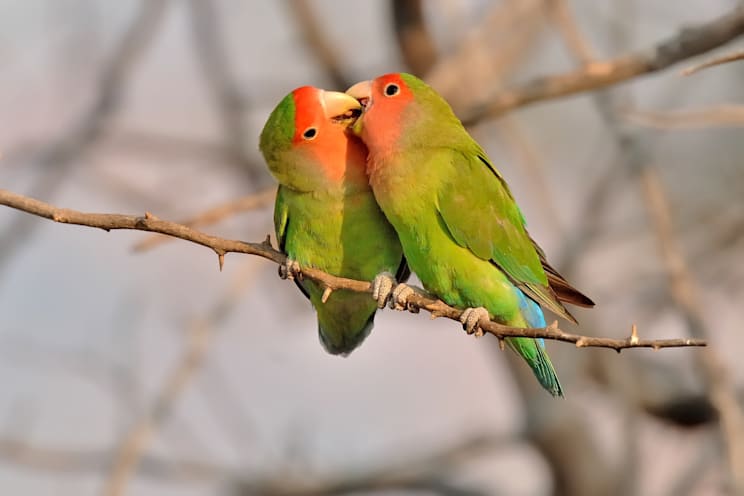 Unzertrennliche: Rosenköpfchen