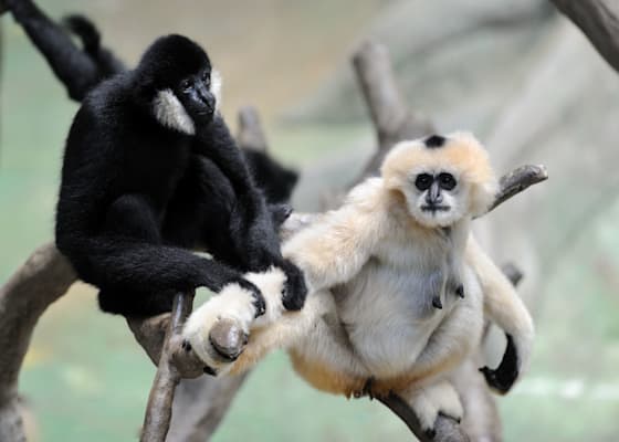 Affen: Gibbon