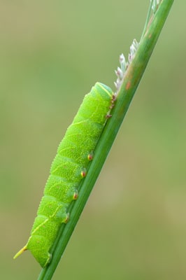 Pappelschwärmer