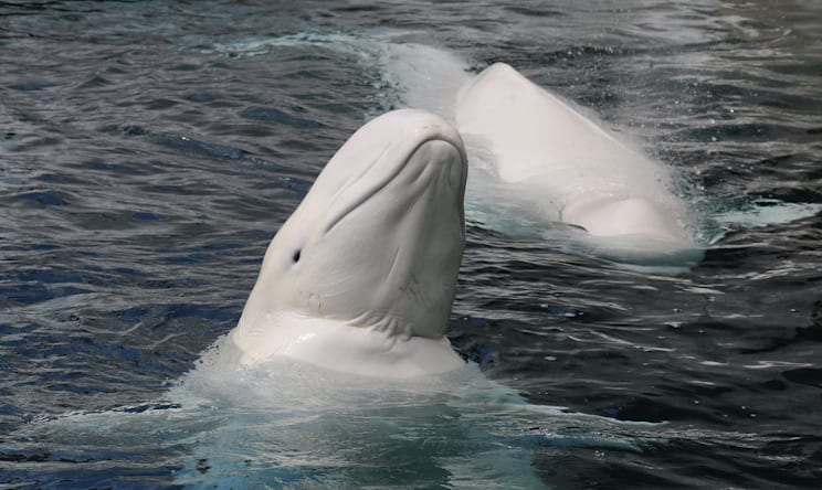 Gründelwale: Belugas