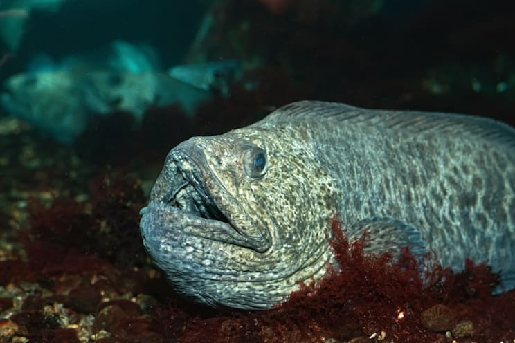 Seewölfe: Blauer Seewolf