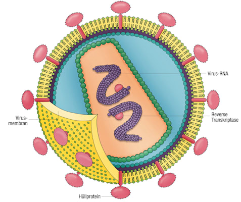 AIDS: HIV (Grafik Zellintegration)