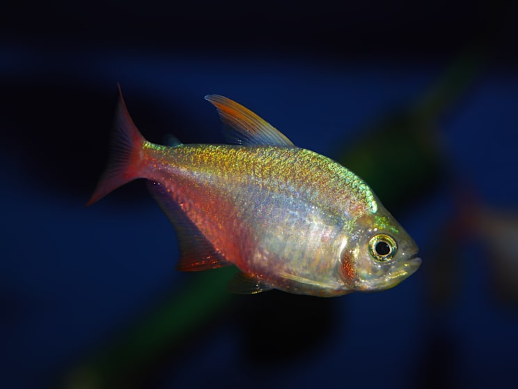 Tetras: Rotblauer Kolumbianer (Hyphessobrycon columbianus)