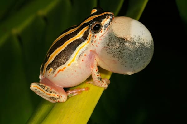 Riedfrösche: Marmorierter Riedfrosch