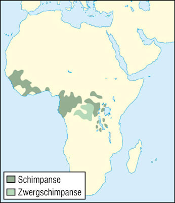 Schimpansen: Verbreitung