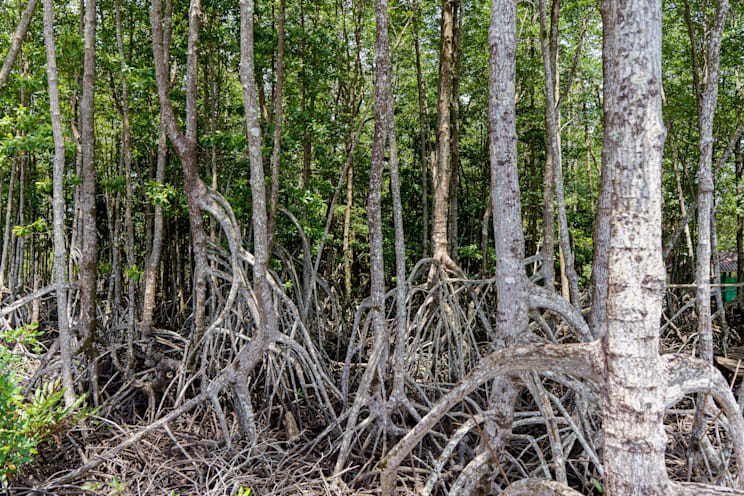 Mangrove