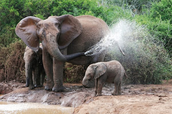 Garamba-Nationalpark: Elefanten  