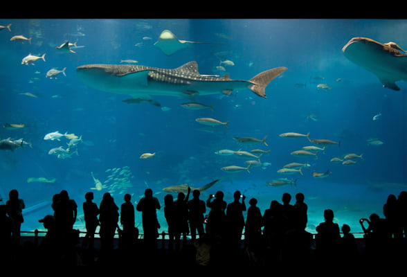 Aquarium: Okinawa-Churaumi-Aquarium