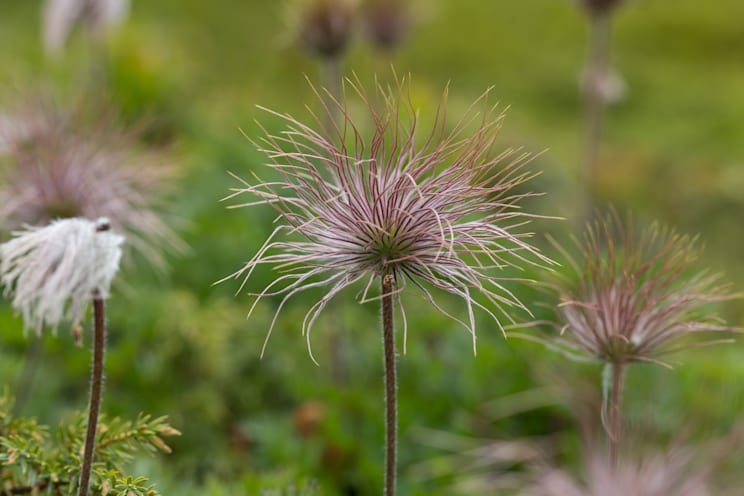 Küchenschelle: Alpenküchenschelle
