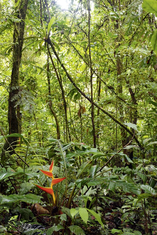 Regenwald: Ecuador