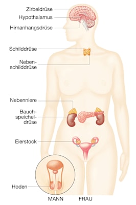 Hormonsystem: Drüsen