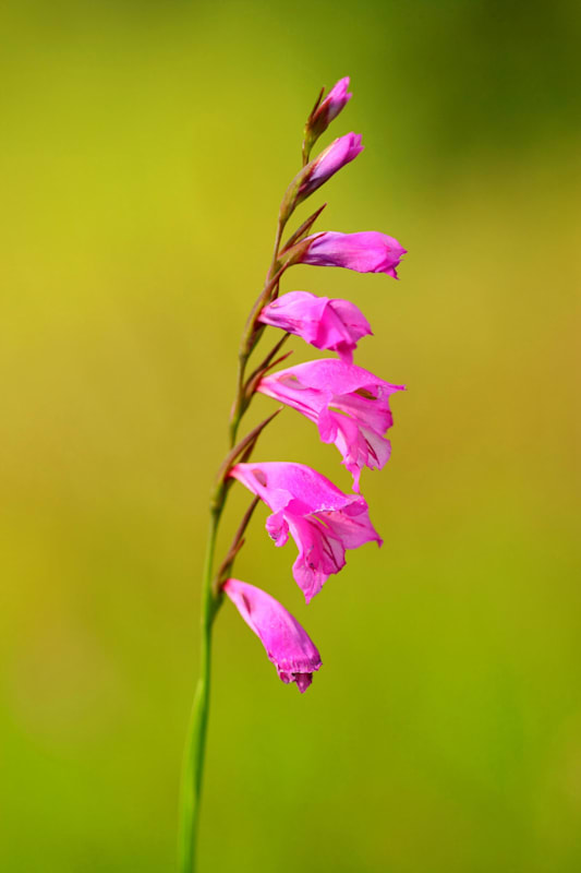Gladiole: Wiesensiegwurz