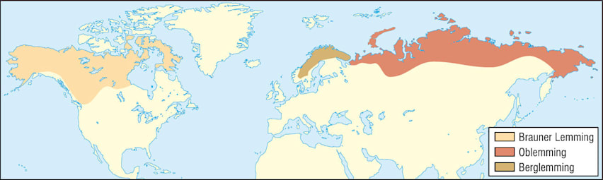 Lemminge: Verbreitung
