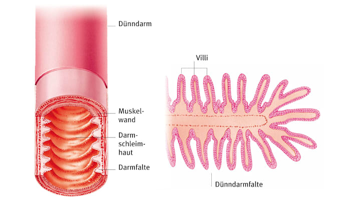 Dünndarm / Verdauungssystem