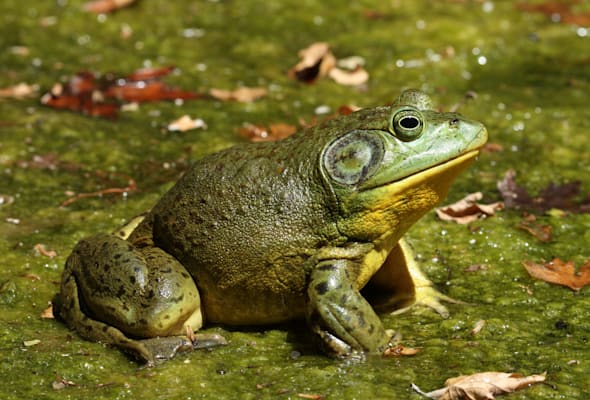 Ochsenfrösche: Amerikanischer Ochsenfrosch