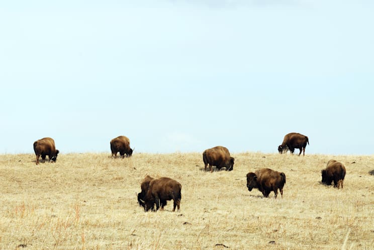 Elk Island National Park: Bisonherde
