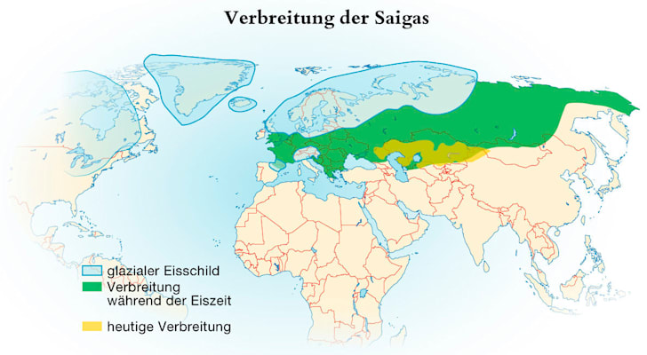 Saiga: Verbreitung