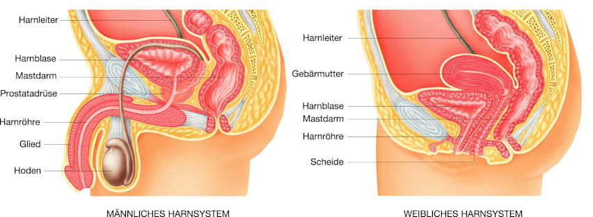 Blase: Harnsystem (Grafik)