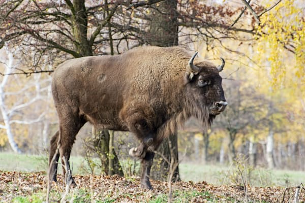 Bialowiezer Heide: Wisent