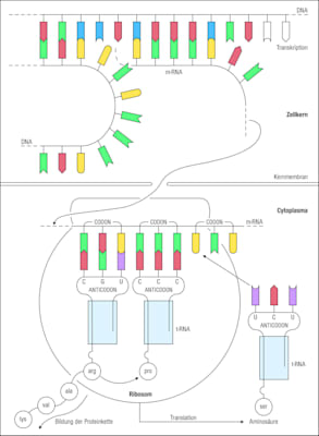 Proteinbiosynthese