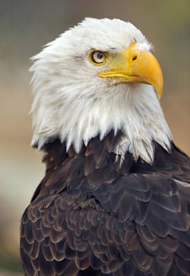 Adler: Weißkopfseeadler