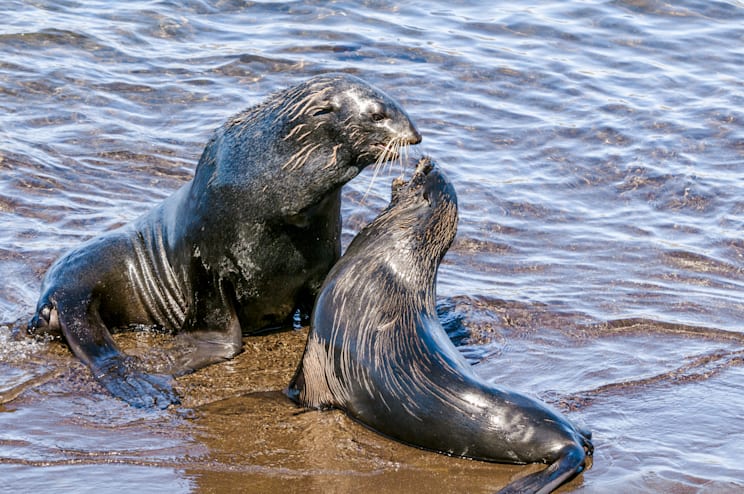 Pribilof Islands: Bärenrobben