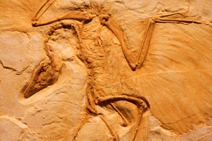 Archaeopteryx