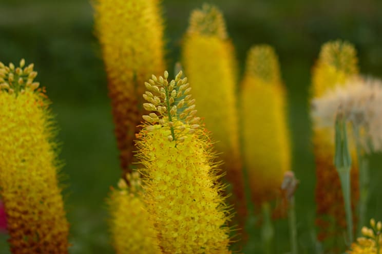 Steppenkerze: Schmalblättrige Steppenkerze