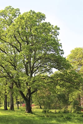 Bäume: Stieleiche