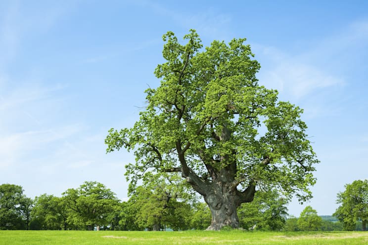 Bäume: Stieleiche