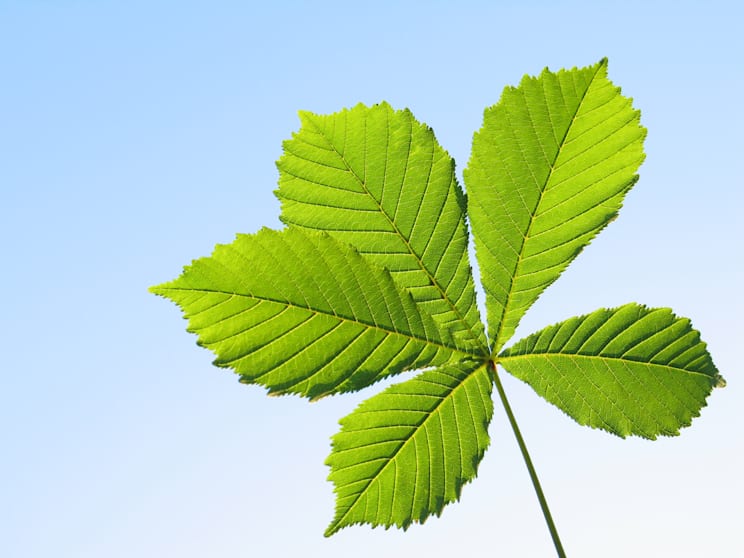 Fiederblatt: fingerförmiges Fiederblatt