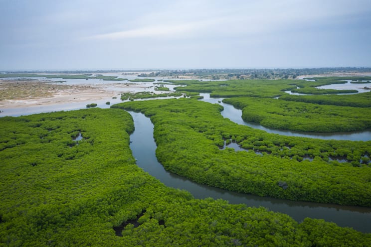 Mangroven im senegalesischen Saloum-Delta