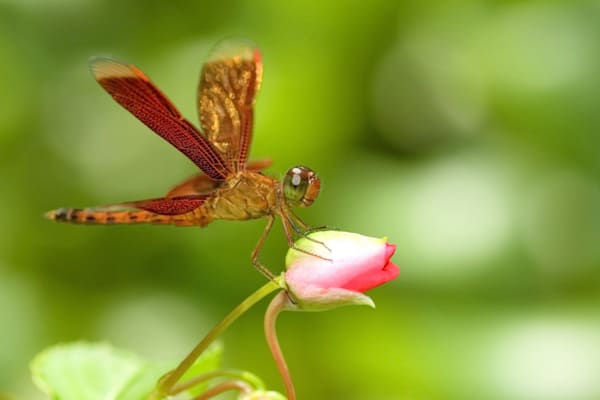 Insekten: Libelle