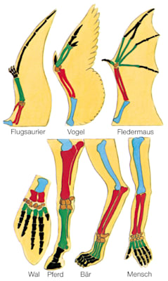 Homologie: Wirbeltiere