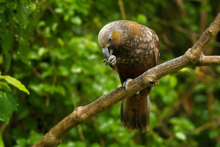 Nestorpapageien: Kaka