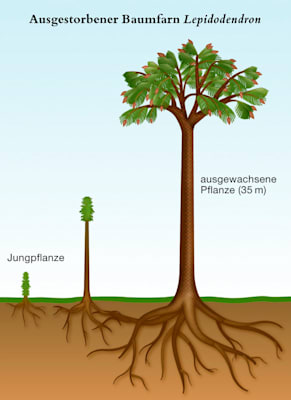 Farnpflanzen: Der ausgestorbene Baumfarn Lepidodendron