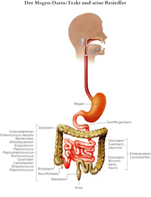Schema der Bakterien im menschlichen Magen-Darm-Trakt