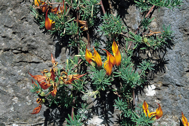 Hornklee: Kanarischer Hornklee