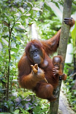 Orang-Utan