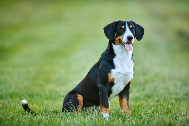 Sennenhunde: Entlebucher Sennenhund