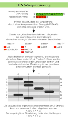 DNA-Sequenzierung