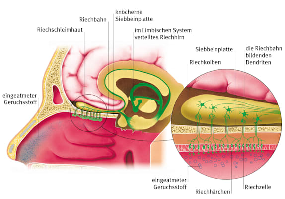 Geruchssinn: Grafik