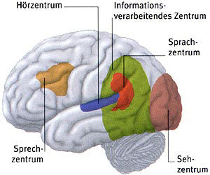 Alzheimer-Krankheit: Gehirnfunktionen