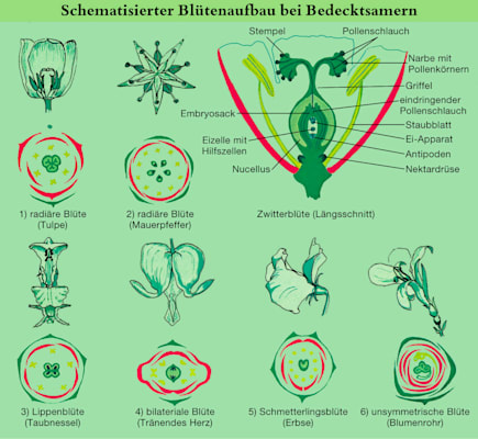 Blüte: Bedecktsamer (Grafik)