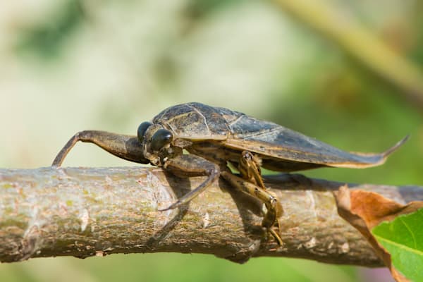 Skorpionswanzen: Wasserskorpion