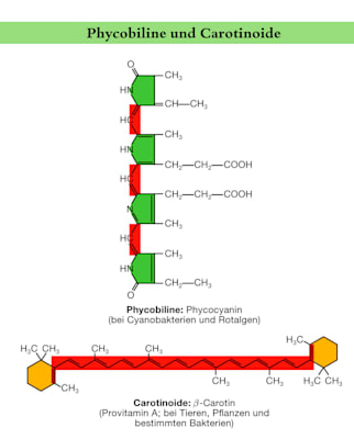 Phycobiline und Carotinoide (Grafik)