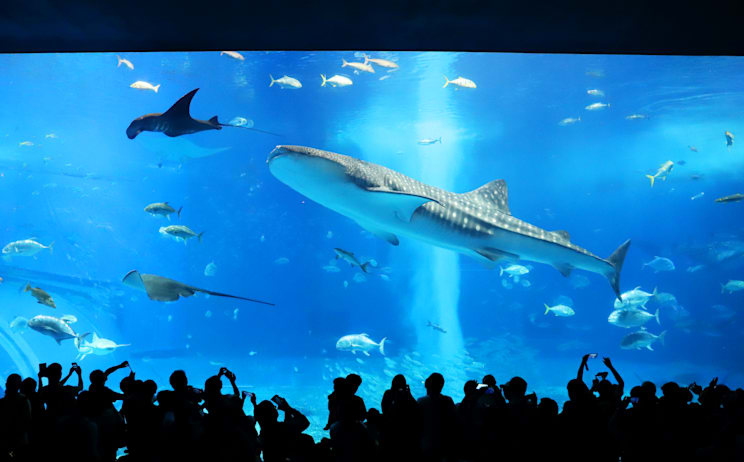 Aquarium: Okinawa-Churaumi-Aquarium