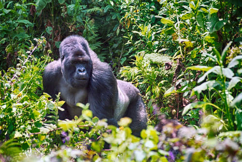 Ruanda: Nationalpark der Vulkane