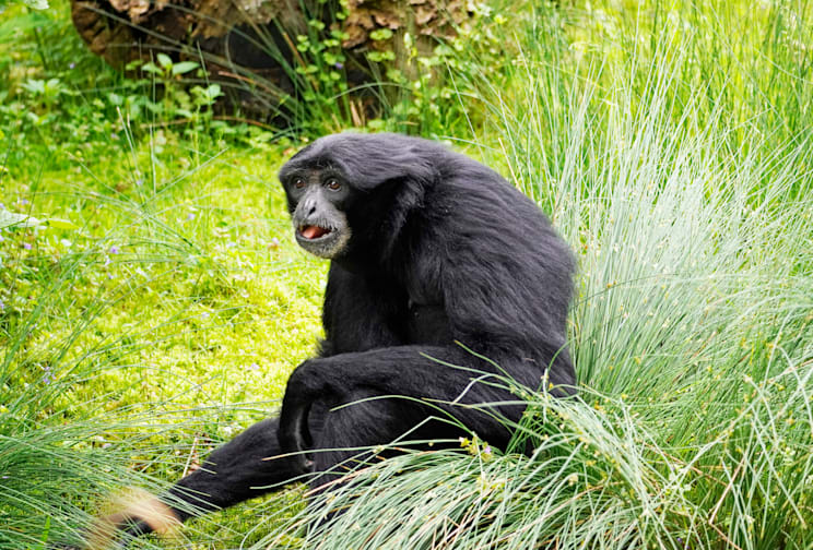 Gibbons: Siamang